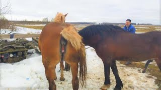 News 2st winter snow horse bad mood doesn't want to be approached by other horses