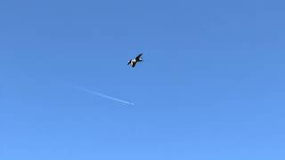 CARF Corsair 