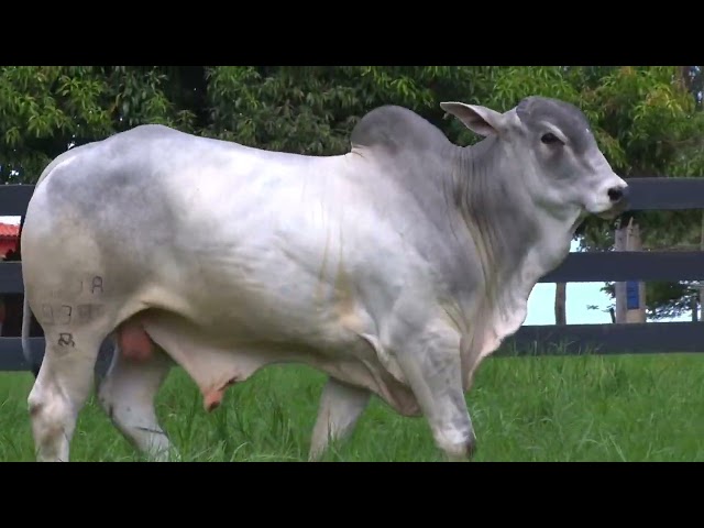 LOTE 009 - LAJA 938 - LEILÃO VIRTUAL FAZENDA NOVA GENÉTICA 2024