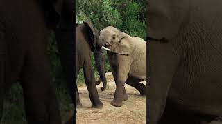 🐘 Young Elephant bulls in a Tussle