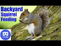 VR180 SUPER CUTE Backyard Squirrel Feeding