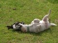 Australian Magpie Playing