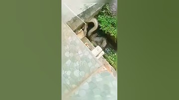 Thumbnail of Most Biggest Anaconda In Rescue #shorts