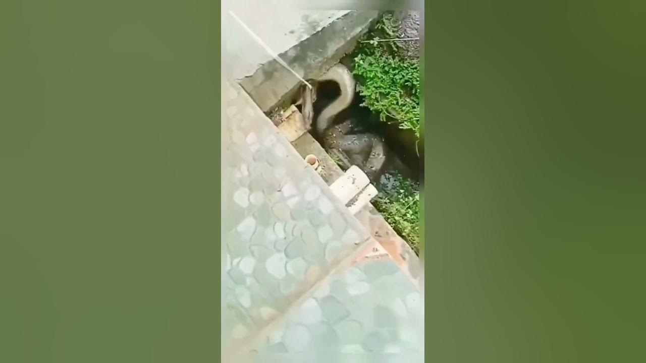 Most Biggest Anaconda In Rescue #shorts