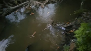 Về long an dăng lưới đặt lọp , cá lóc , trê, lương,rắng , dăng lưới miền tây