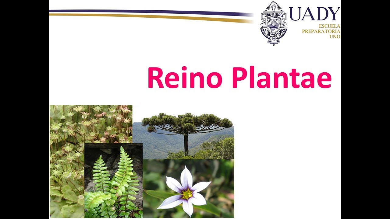 Características del Reino Plantae - thptnganamst.edu.vn