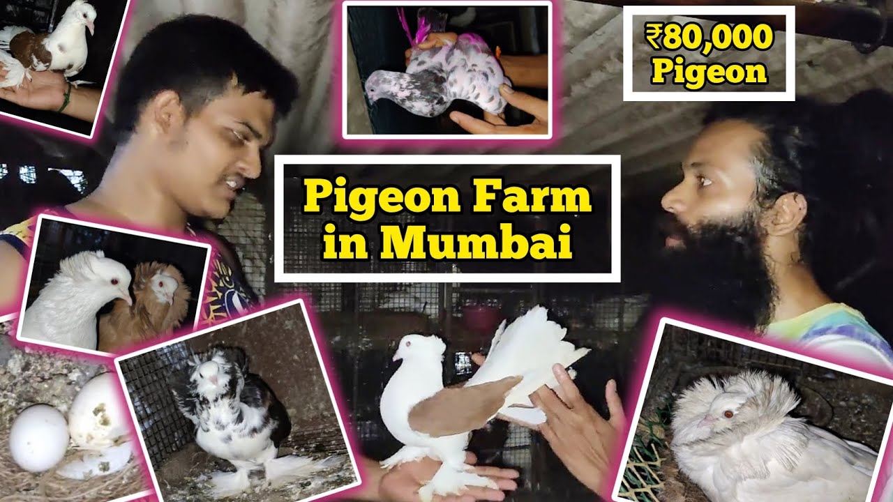 Pigeon priced at ₹80,000 in a Mumbai Farm | Breeding | Delivery all over India | 