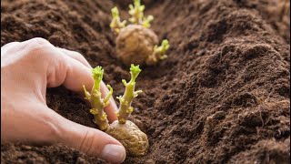 PLANTING POTATOES - If you do this you will have tons of potatoes