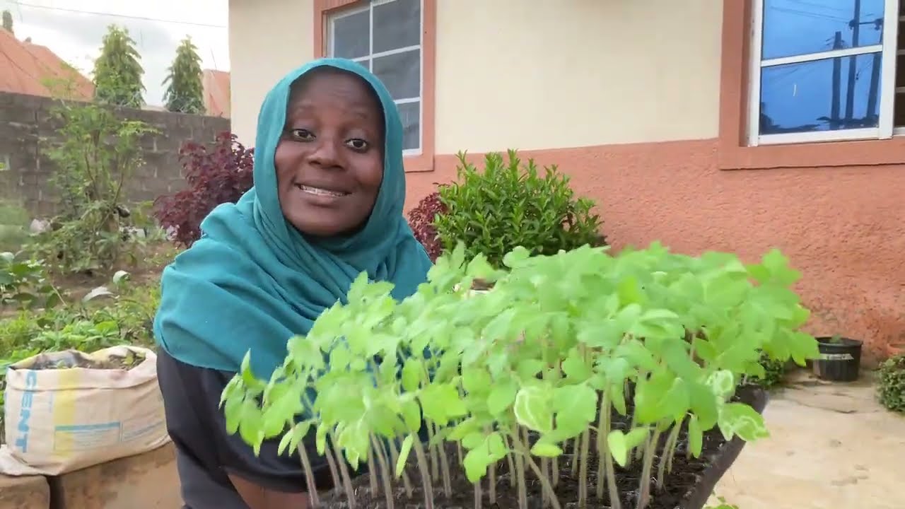 Yadda ake Bawa Shuka Taki a Gadon Renon Iri - How to Fertilize Seedling Trays Effectively! 🌱🌿🌾✨