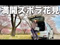 桜満開の予約不要無料BBQ場を見つけたので電子レンジ持ってズボラお花見をするアラサー夫婦｜Dabbsson 1000L