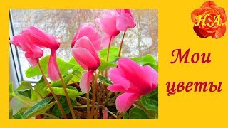 Комнатные цветы у меня дома🌸🌺Мои цветы Комнатные цветы у меня дома🌸🌺Мои цветы
