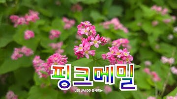 사랑하는 사람에게 선물하는 꽃 메밀 꽃말은 #연인 사랑의 약속 #입니다 약용식물 원산지 동아시아 북부 중앙 아시아 입니다