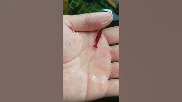 Tép đỏ ko các bác ơi :)  ( fire red )