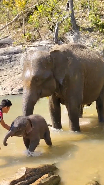 Most Cutest elephant baby video|| Adorable baby elephant 💕 ||#shots #elephant #nature #wildlife