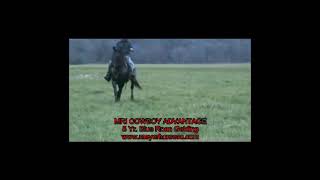 MEYER HORSE CO. - MRI COWBOY ADVANTAGE - 4.qt