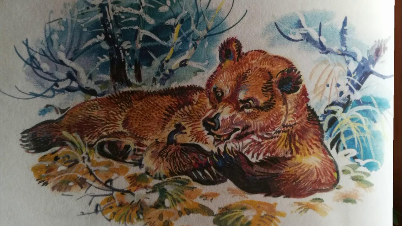 сладков как медведя переворачивали. сладков барсук и медведь. сладков барсук и медведь. никалай сладков "под снегом". сладков как медведя переворачивали.