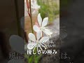 【ガーデニング】イングリッシュガーデンにお似合いの宿根草5選！庭が綺麗になること間違いなし＼(^o^)／