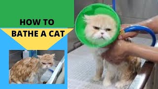 How to bath a cat at home, Cat Grooming in Queens NY at Adonis Pet Grooming/ Dalilas pet grooming by Dalilas Pet Grooming  297 views 1 year ago 18 minutes