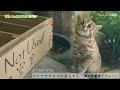 【東山動植物園公式】ツシマヤマネコの赤ちゃん【したる】～展示運動場デビュー～《 ツシマヤマネコ 》