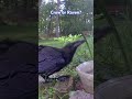 Crow or Raven? 🤔