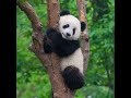 【シャンシャン可愛い動画まとめ】ママは暑くて痒くて💓体くねくね💓Mama panda can't stop scratching herself【パンダ赤ちゃんチャンネル】