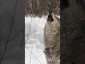 This Is How Wolves Actually Communicate #wildlife #shorts