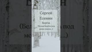 Сергей Есенин Берёза - Белая берёза под моим окном - стихотворение 1913 г.