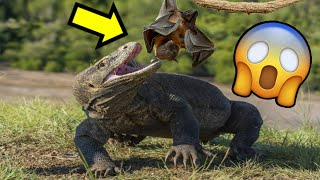 Dragón de KOMODO Se come a Un MURCIÉLAGO. 🐊🦇