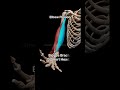 Elbow Flexion Anatomy Music Anatomy Electronicmusic 3danimation Biology