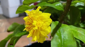 Cúc bi (tiên sinh),chơi Tết,0397142252,ngày 09/11/2020