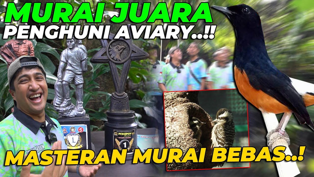 WOW..!! BURUNG SANG JUARA JADI PENGHUNI AVIARY..! MASTERAN MURAI BATU LANGSUNG GACOR..❗❗
