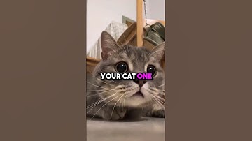 Top 5 Most Popular Cat Names