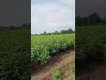 cotton #cottonfarm #farmlife #agriculture #cottonharvest #farmingcommunity #sustainablefarming #farm