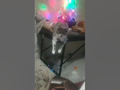 кися - YouTube