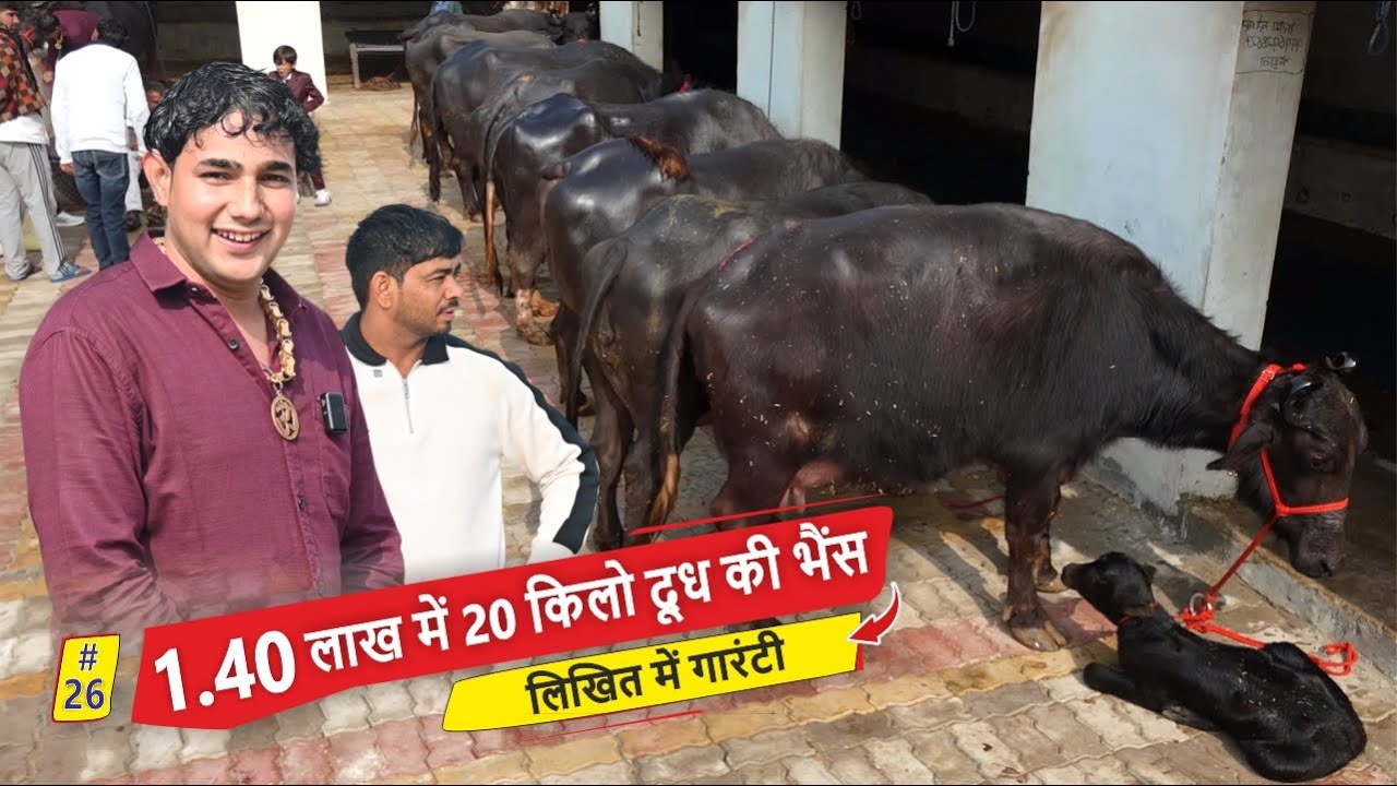 1.40 लाख में 20 किलो दूध की भैंस - लिखित में गारंटी ||