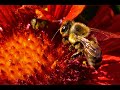 Bee Miner (Full Version) | Macro Bee Pollination with Original 3-Part Music