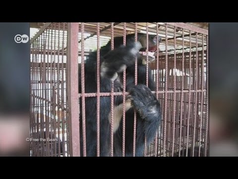 Derita Beruang Hitam Asia Youtube