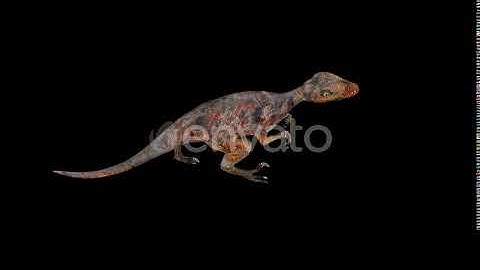 Red Deinonychus Walk Top View | Motion Graphics - Envato elements