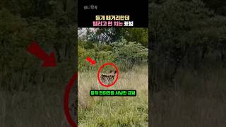 쪽수 앞에서는 피지컬 1티어 맹수도 소용없는 이유