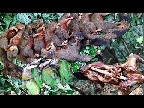 Video: Sóc ăn gì trong rừng của chúng ta?