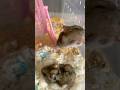 #hamster #aquaticpets #hamsterkombat #cute #pets #animals #love #food #cuteanimals #adorable