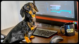Lord of Internet! Cute \u0026 funny dachshund dog video!