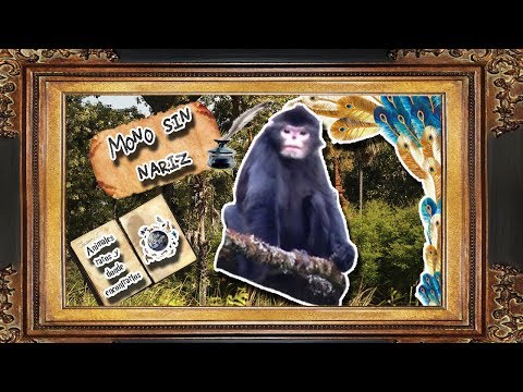 Video: Roxellan rhinopithec: descripción, hábitat, características de mantenimiento y cuidado, foto