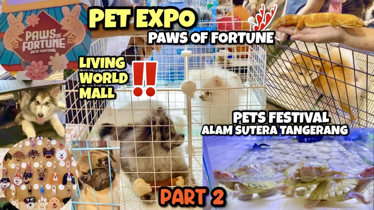 PET EXPO AT PAWS OF FORTUNE AT LIVING WORLD MALL‼️ PETS FESTIVAL ALAM