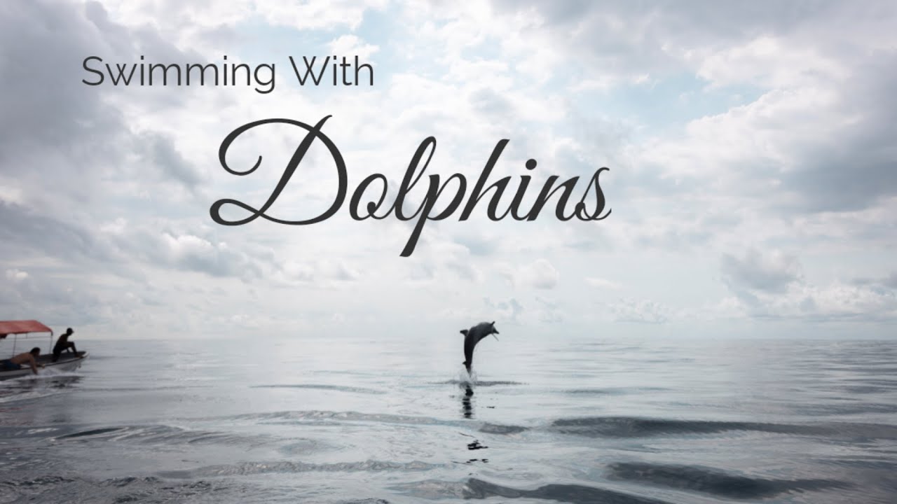 Swimming with Dolphins in Zanzibar, Tanzania (is it ethical?)
