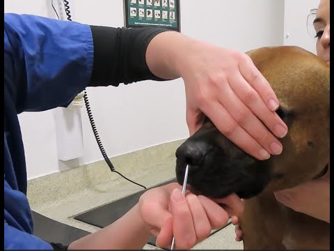 Neurologische Untersuchung Hund (komplett)