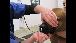 Neuro Exam Dog (complete)