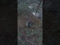 猪と森【wild boar】#猟犬 #hunting#日本犬物語#くくり罠#松ごり #猟犬 #wildboar