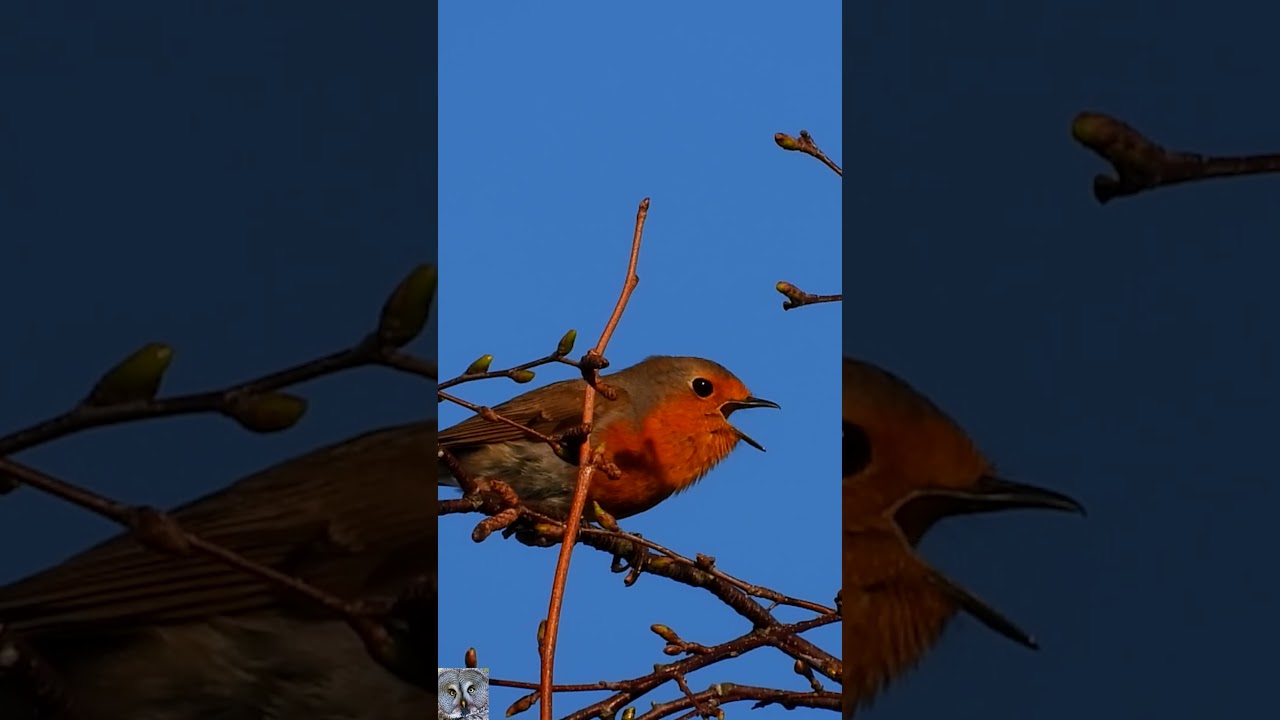 European robin singing chirping Rødstrupe sang Rotkehlchen gesang Roodborst geluid 