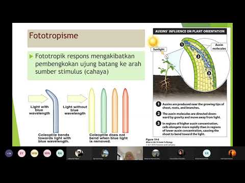Video: Parthenocarpy Pada Tumbuhan - Apa Penyebab Parthenocarpy & Bagaimana Parthenocarpy Bekerja